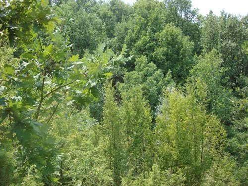 forests-for-sale-2 forest oaks for sale southern Bulgaria near greek border Makaza Komoniti Kirkovo